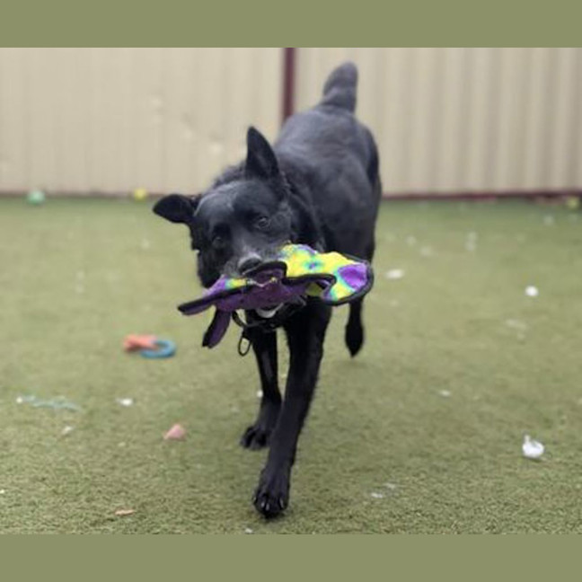 Photo of Ace