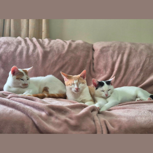 Photo of 🫒 Olive And Cinnamon 🧡