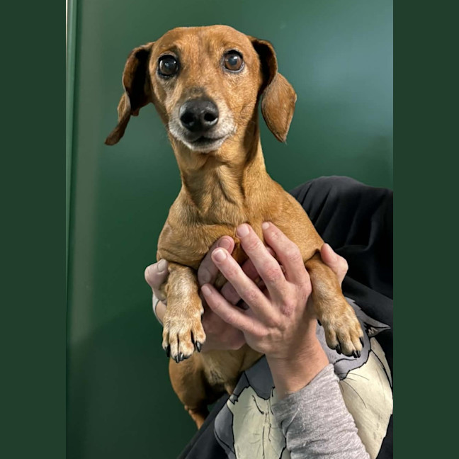 Photo of Baxter