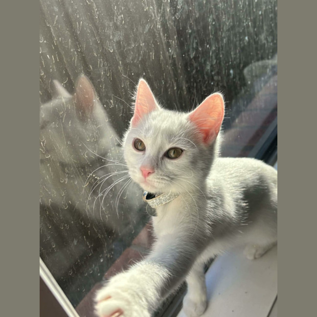 Photo of Lola   In Foster Care In Cranbourne