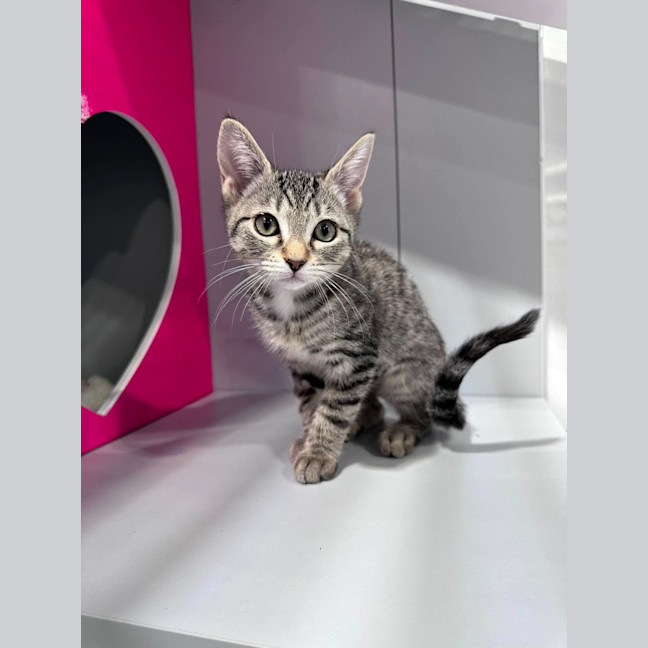 Photo of Pixel