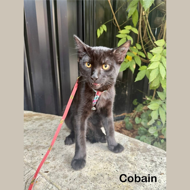 Photo of Cobain