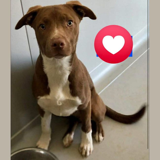 Photo of Gingerbread