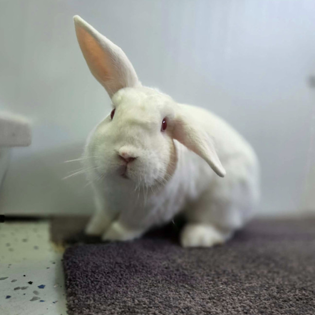 Photo of Bunny Boy