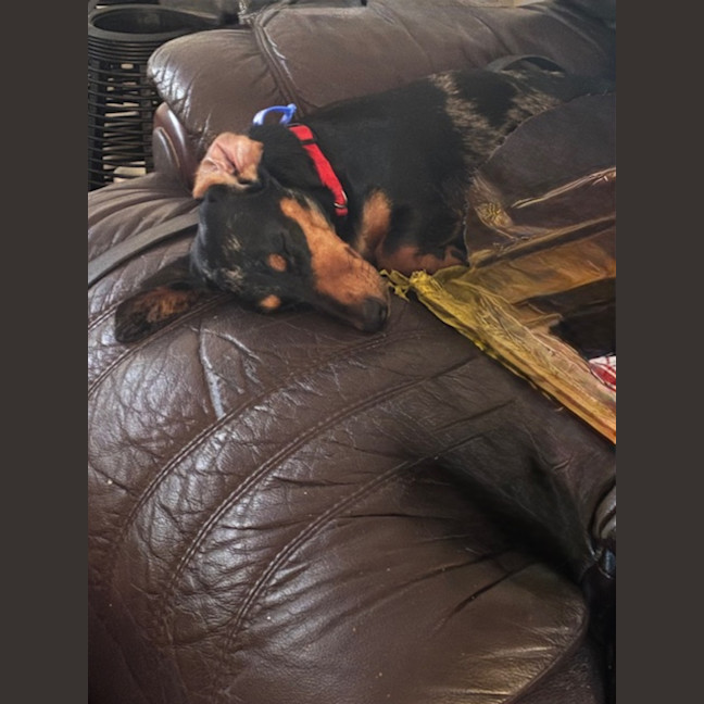 Photo of Maggie   16 Month Old Dachshund