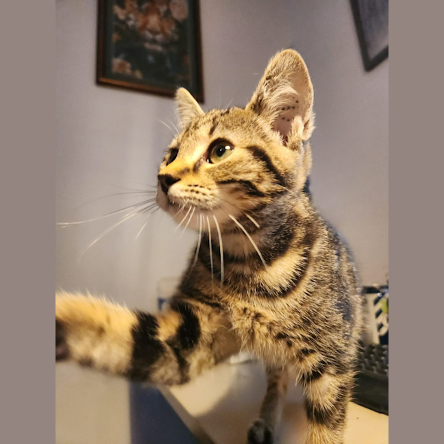 Photo of Misty