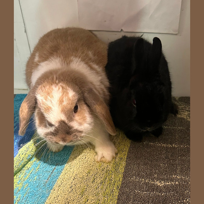 Photo of Lola & Mitsy