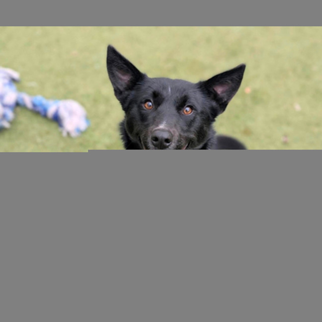 Photo of Bandit