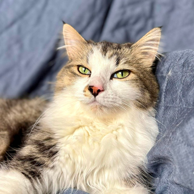 Photo of Wilson   In Foster Care In Preston