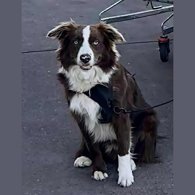 Photo of Zeke   11 Month Old Border Collie