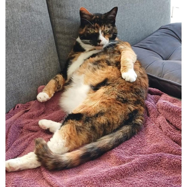 Photo of 11112   Harley