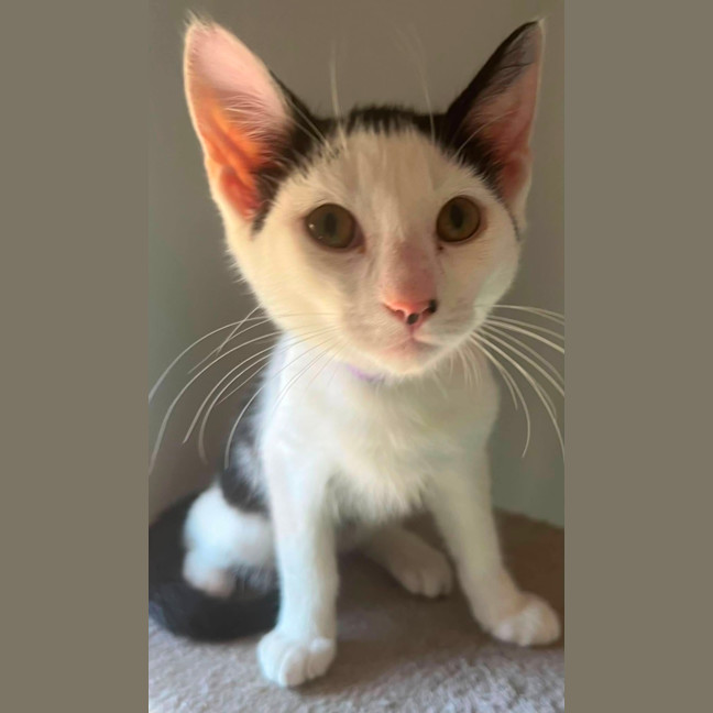 Photo of Spot