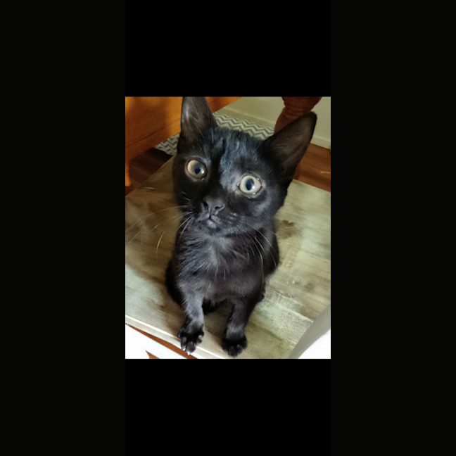Photo of Peaches