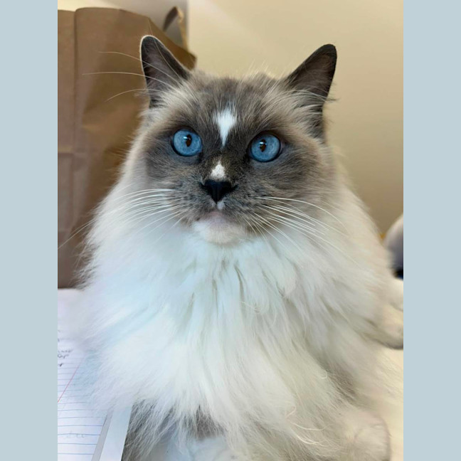 Photo of Merrkitty