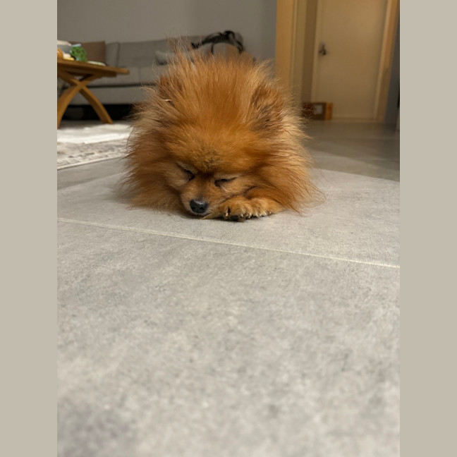 Photo of Max