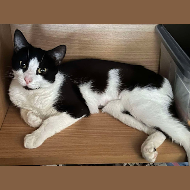 Photo of Felix