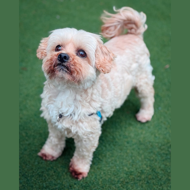 Photo of Peanut Butter