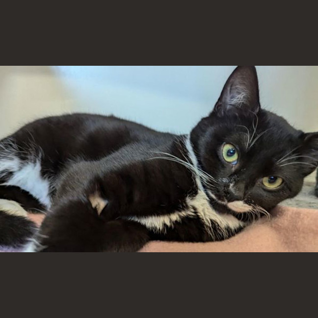 Photo of Onyx