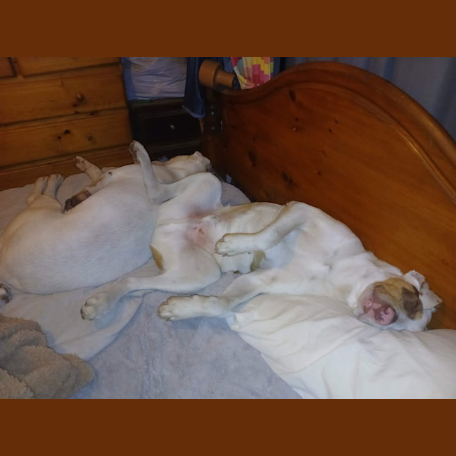 Photo of Spot