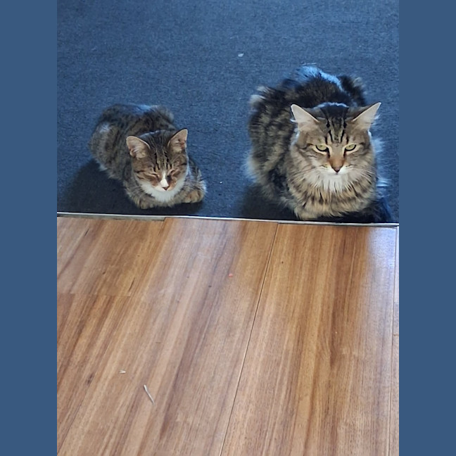 Photo of Buddy