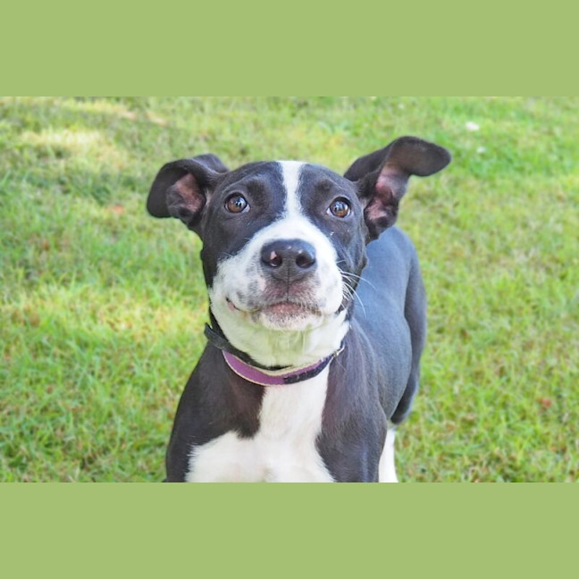 Photo of Beau Nee Sid