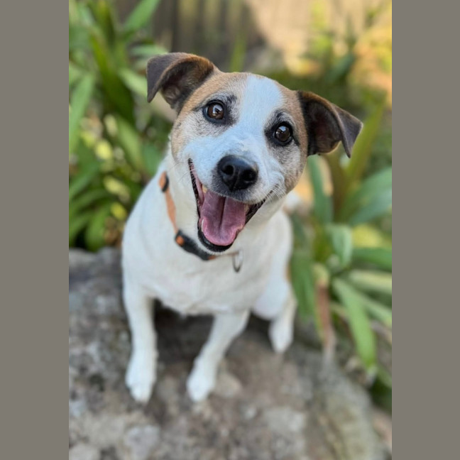 Photo of Rexy