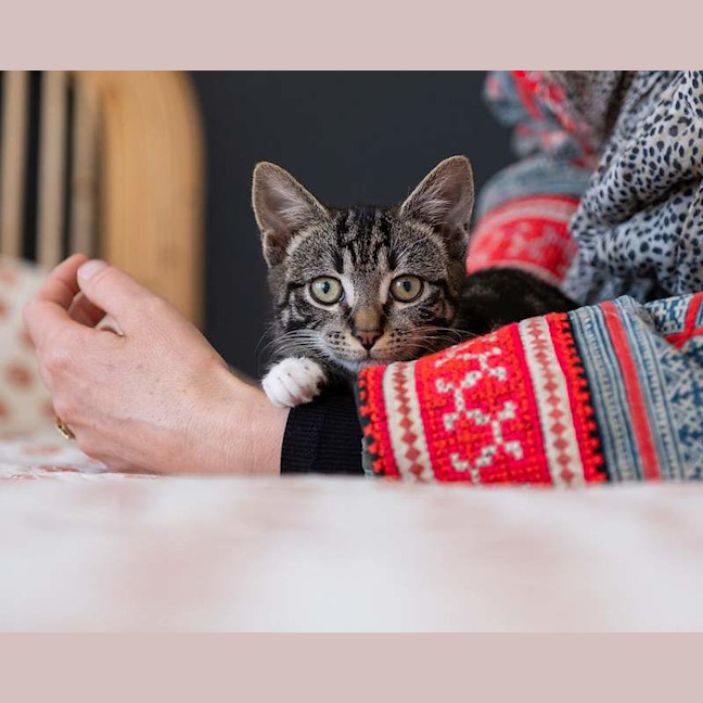 Photo of Maple
