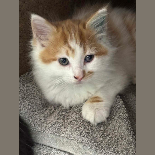 Photo of Smiggles Of Holdsworth