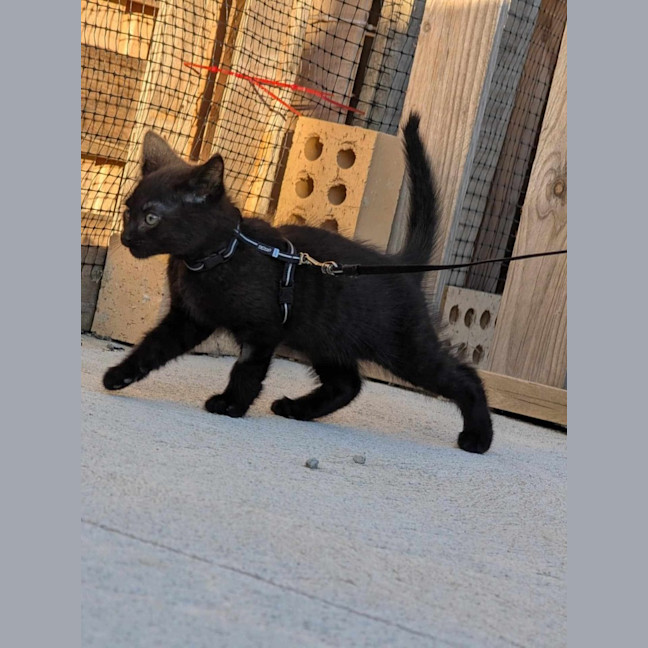 Photo of Echo / Rahu