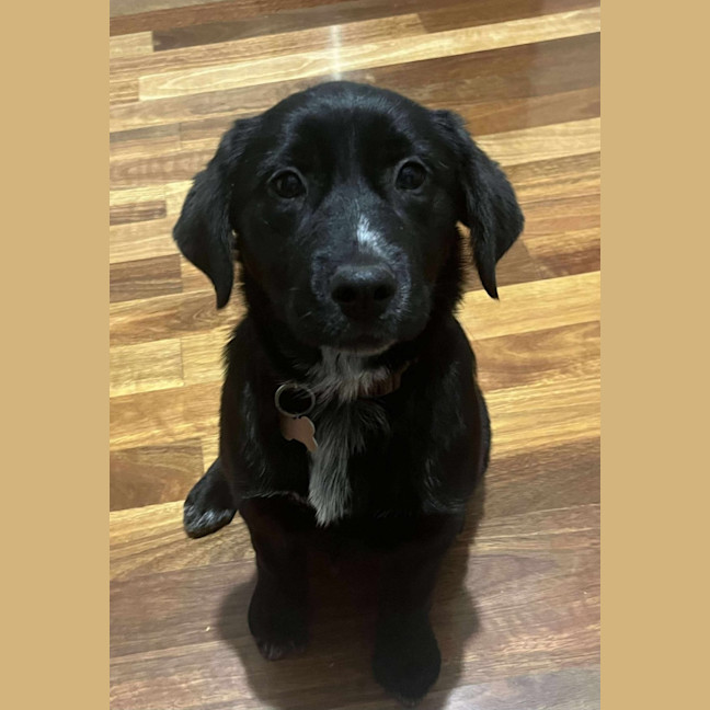 Photo of Roxie
