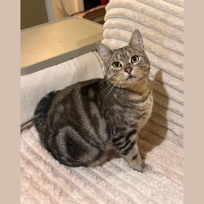 Photo of Milo