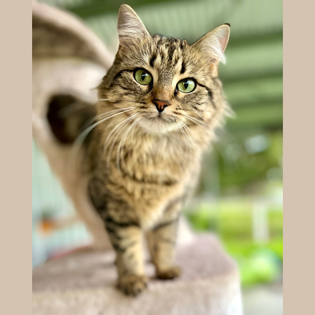 Photo of Cherry
