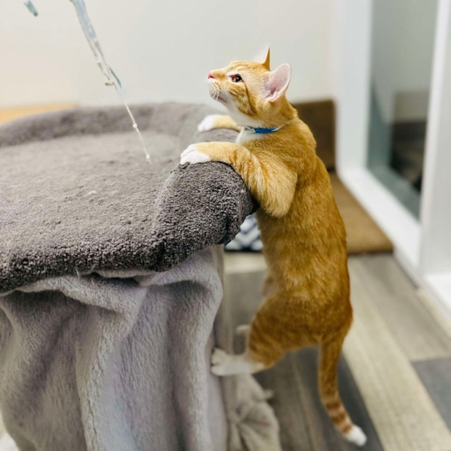 Photo of Scotty   Located In Preston