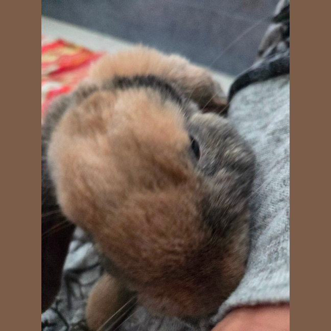 Photo of Peanut