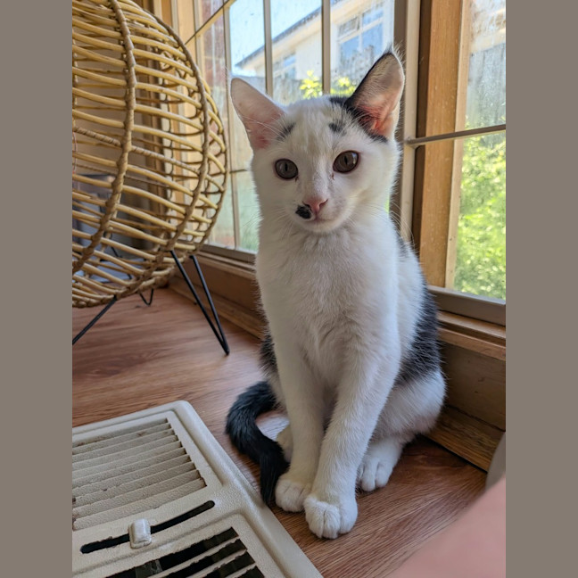Photo of Bolt