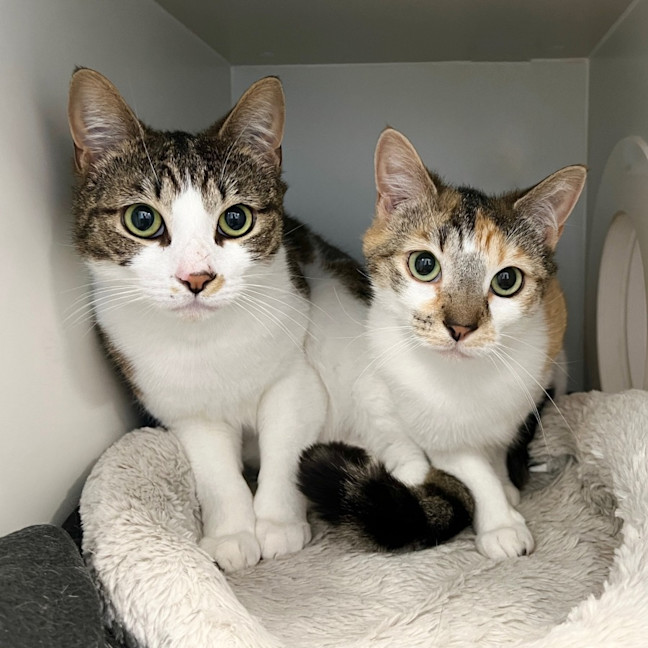 Photo of Sunny & Moon