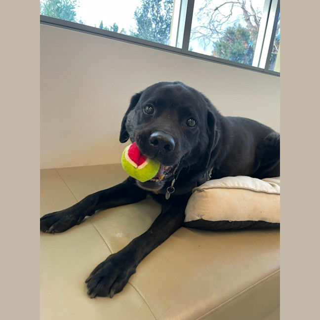 Photo of 🧀 Hugo 6240 🧀