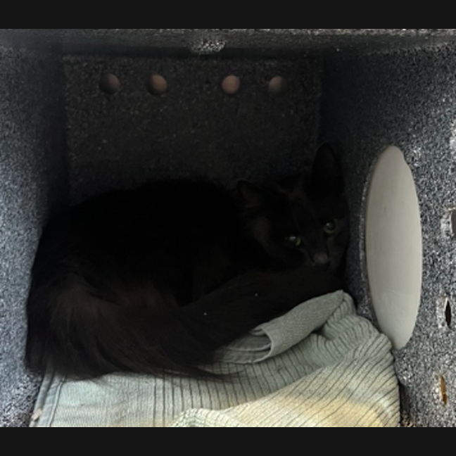 Photo of Olive