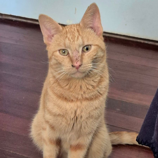 Photo of Alfie