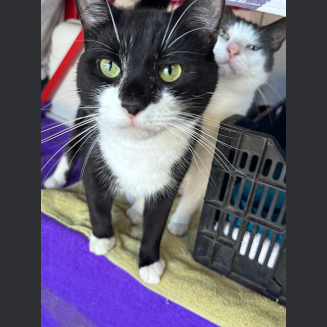 Photo of Perfect Companion Cat Barry 🐈‍⬛