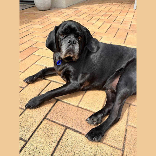 Photo of Paco   4 Year Old Puggle 