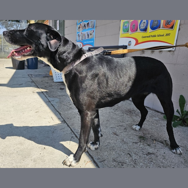 Photo of Luna