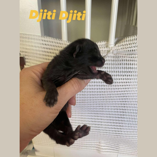 Photo of Djiti Djiti