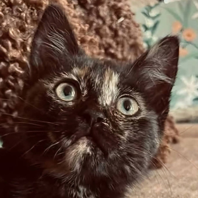 Photo of Treacle