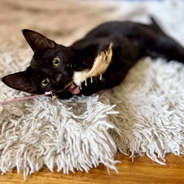 Photo of Vivienne (Located In Eltham North) 