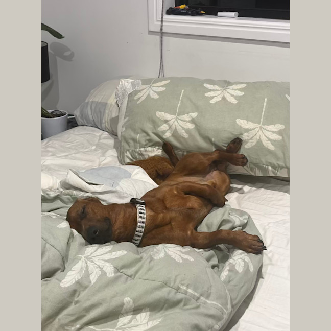Photo of Rocco