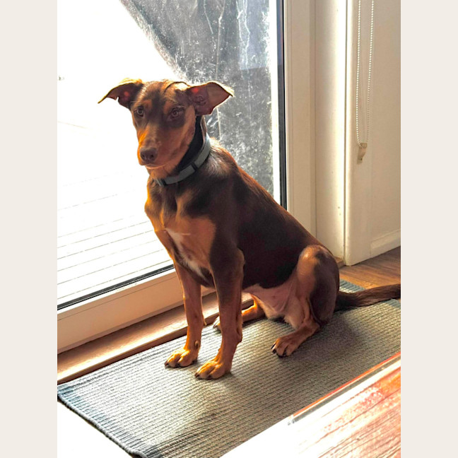 Photo of Piper
