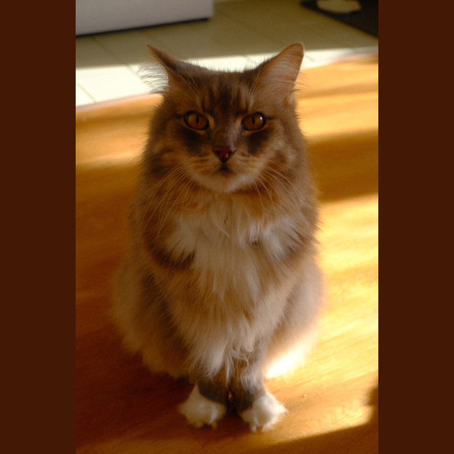 Photo of Smokey