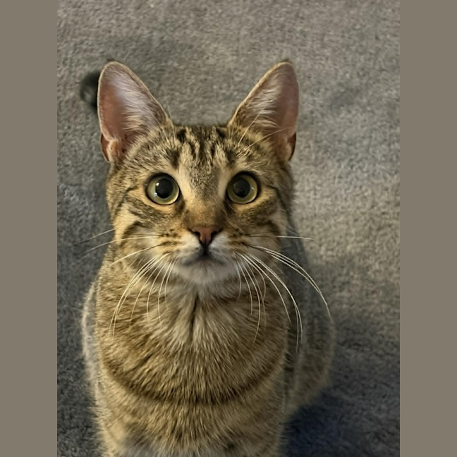 Photo of Nugget