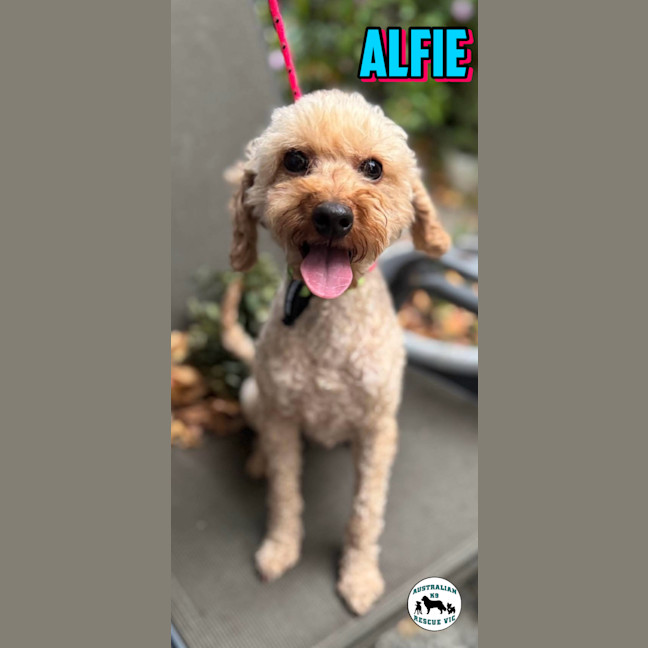 Photo of Alfie